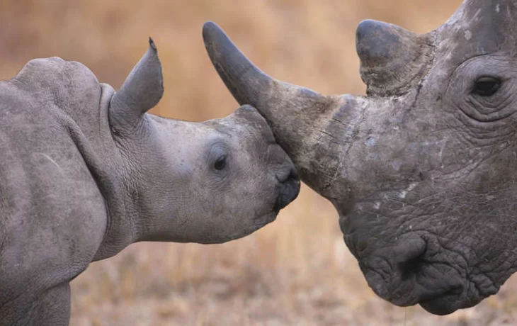 «Отразится на их выживании негативно»: почему за столетие у носорогов уменьшились рога